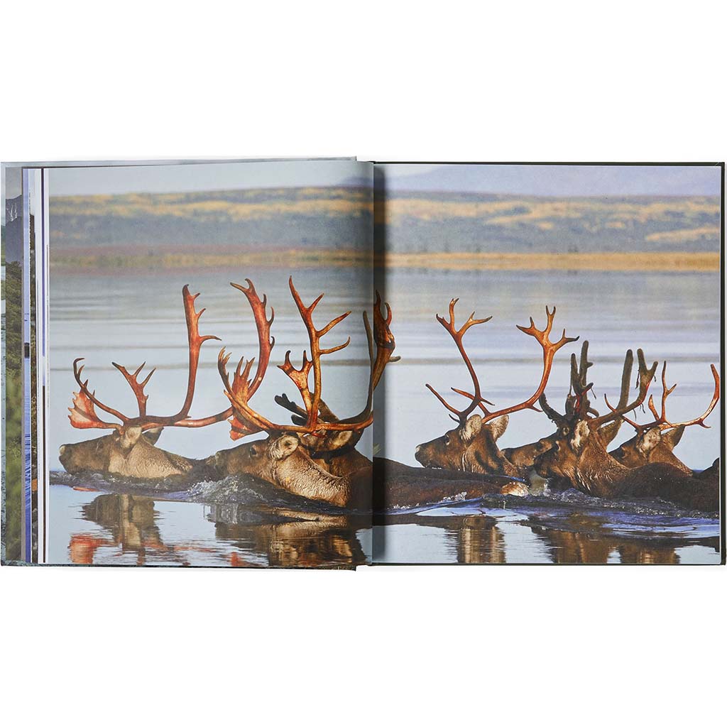 Into The Thaw: Witnessing Wonder Amid The Arctic